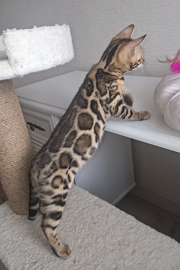 Buffy | Bengal Kitten