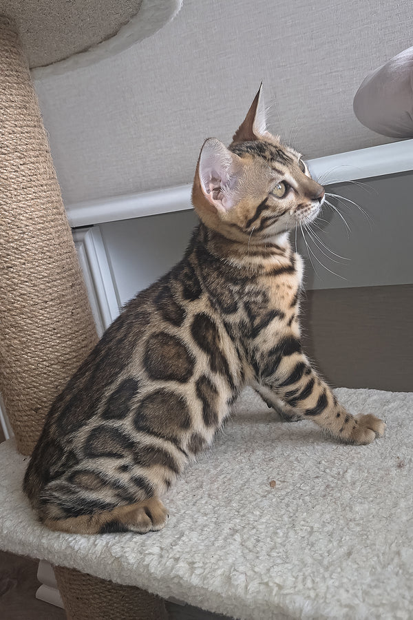 Buffy | Bengal Kitten