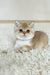 Buffy | British Shorthair Kitten