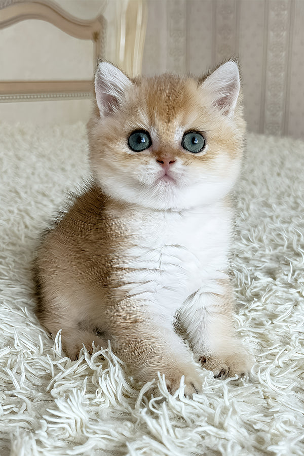 Buffy | British Shorthair Kitten