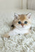 Buffy | British Shorthair Kitten
