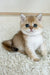 Buffy | British Shorthair Kitten