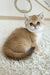 Buffy | British Shorthair Kitten