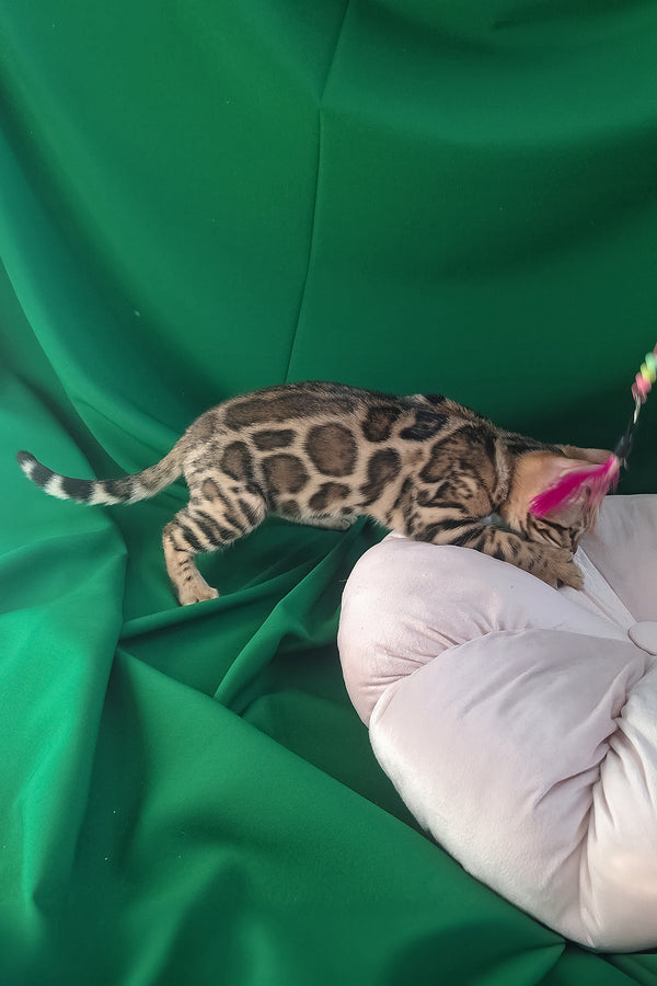 Buffy | Bengal Kitten