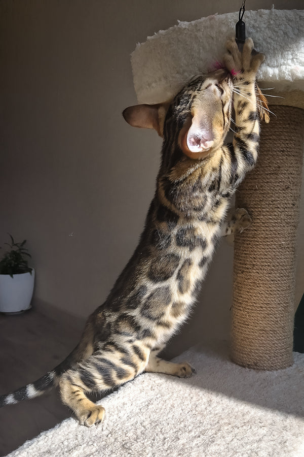 Buffy | Bengal Kitten