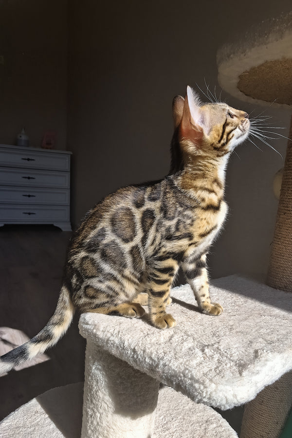 Buffy | Bengal Kitten