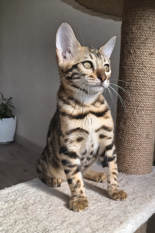 Buffy | Bengal Kitten