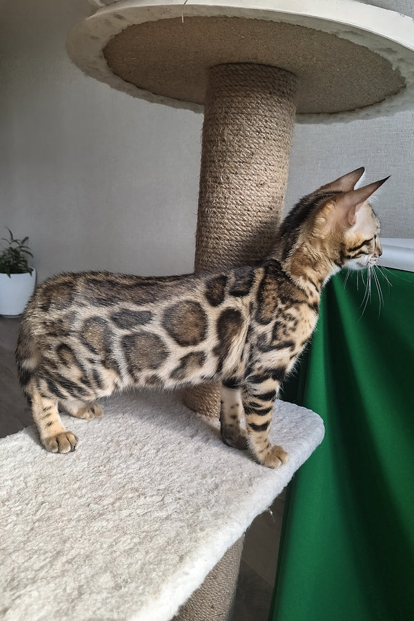 Buffy | Bengal Kitten