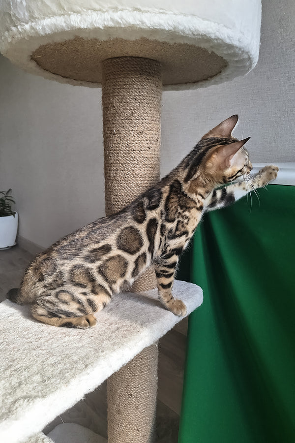 Buffy | Bengal Kitten