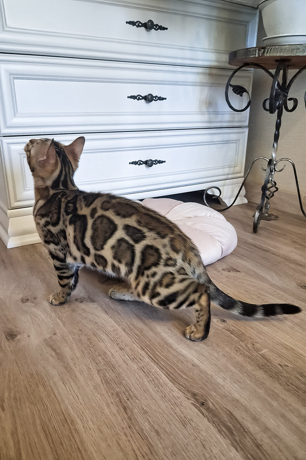 Buffy | Bengal Kitten