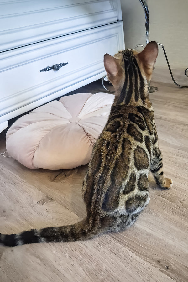 Buffy | Bengal Kitten