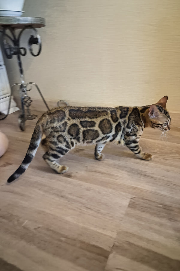 Buffy | Bengal Kitten