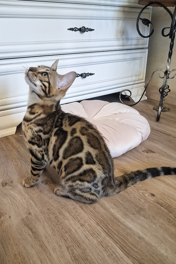 Buffy | Bengal Kitten