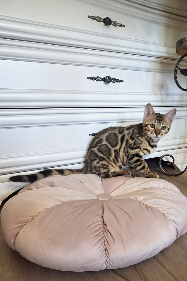 Buffy | Bengal Kitten