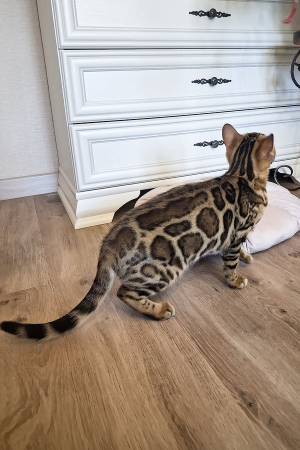 Buffy | Bengal Kitten