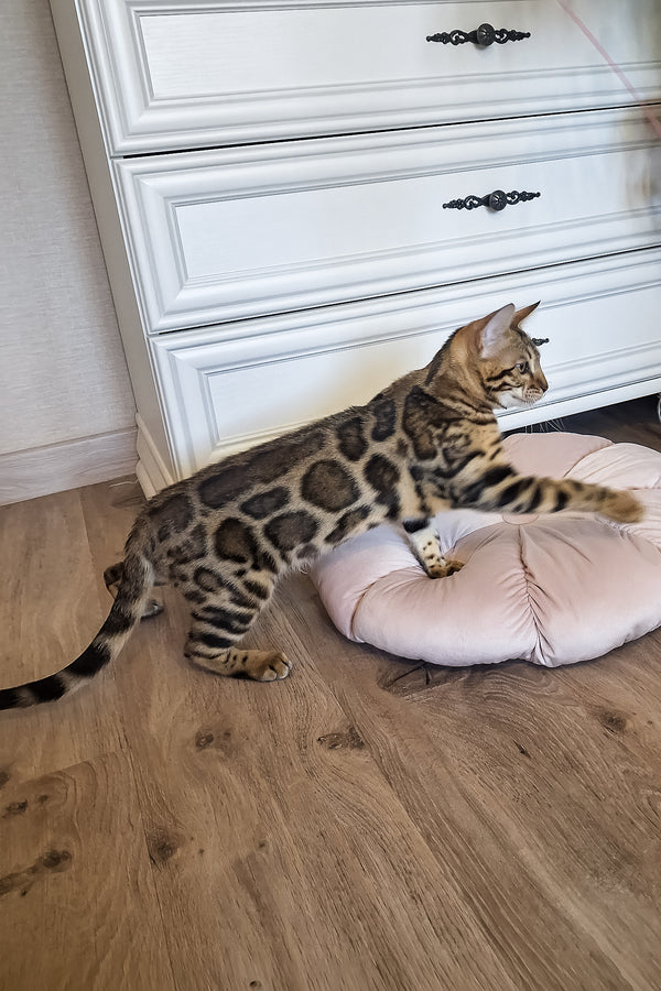 Buffy | Bengal Kitten