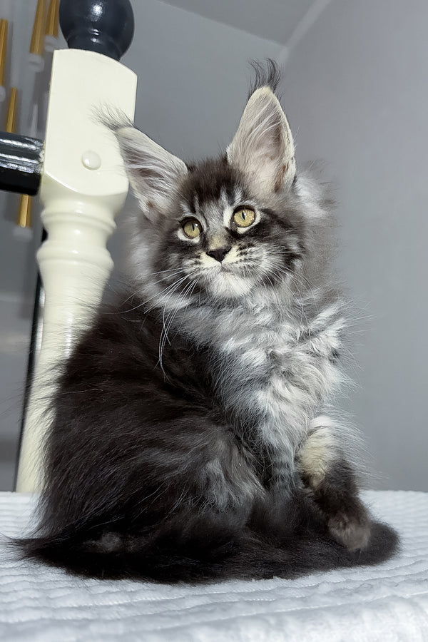 Buran | Maine Coon Kitten