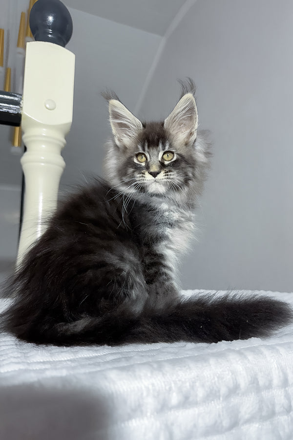 Buran | Maine Coon Kitten