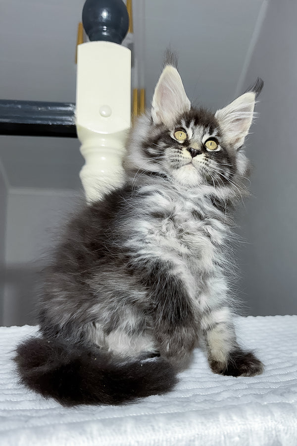 Buran | Maine Coon Kitten