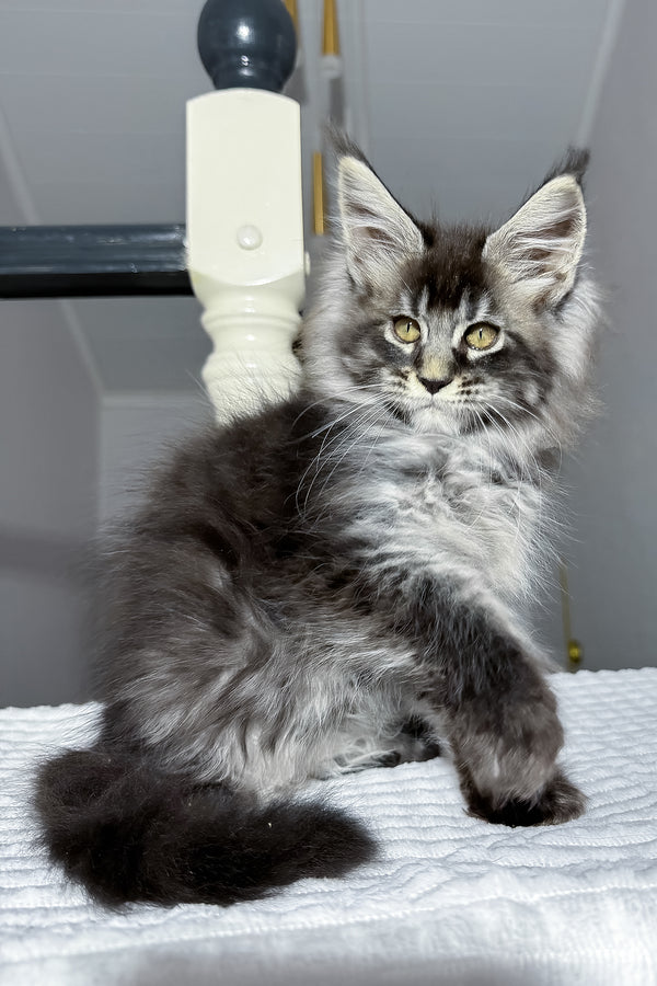 Buran | Maine Coon Kitten