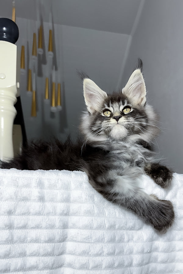 Buran | Maine Coon Kitten