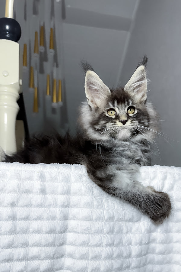 Buran | Maine Coon Kitten