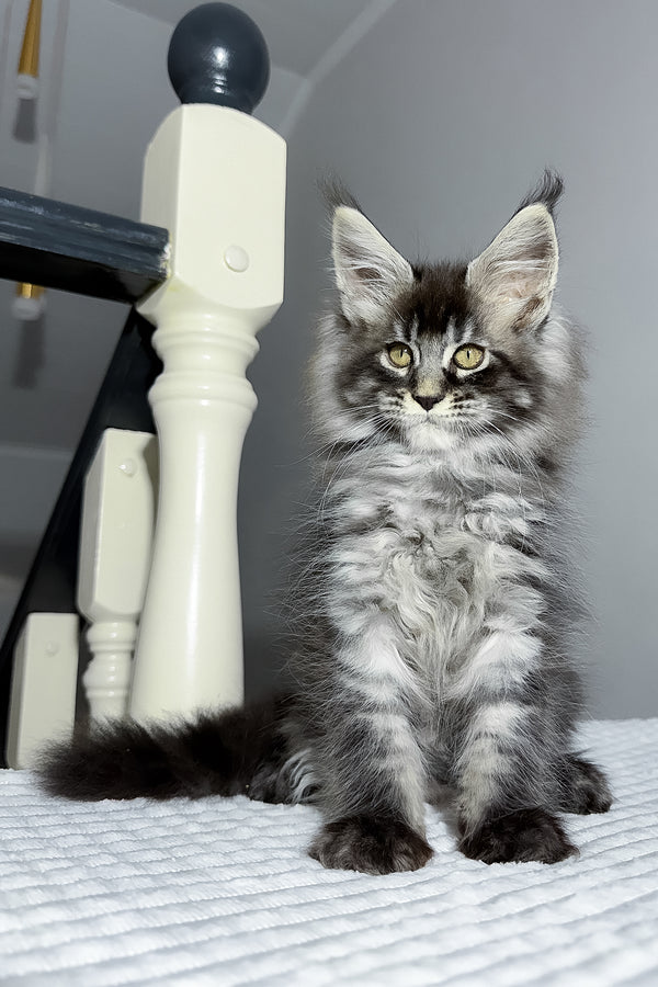 Buran | Maine Coon Kitten