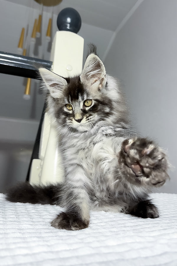 Buran | Maine Coon Kitten