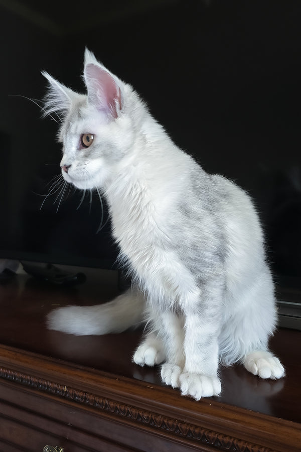 Cicero | Maine Coon Kitten