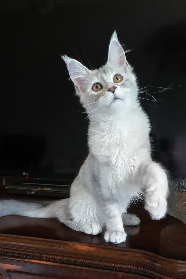 Cicero | Maine Coon Kitten