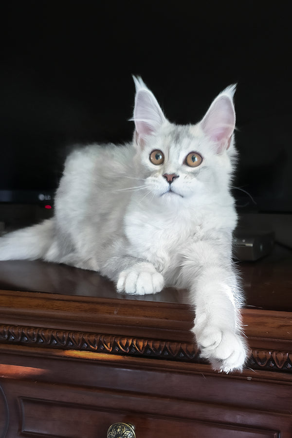 Cicero | Maine Coon Kitten
