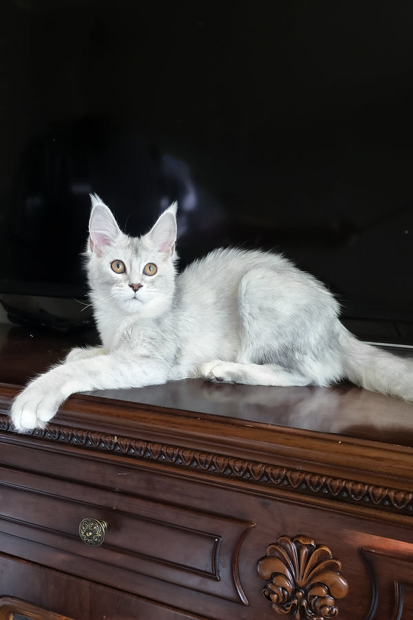Cicero | Maine Coon Kitten