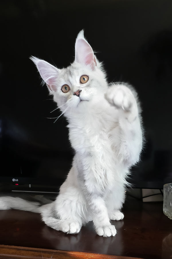 Cicero | Maine Coon Kitten