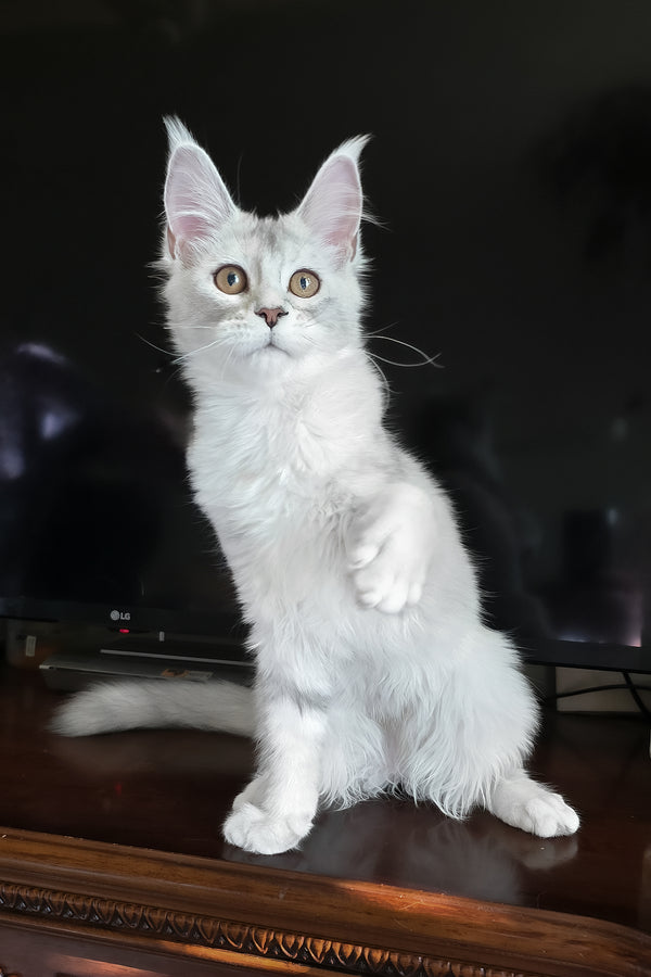 Cicero | Maine Coon Kitten