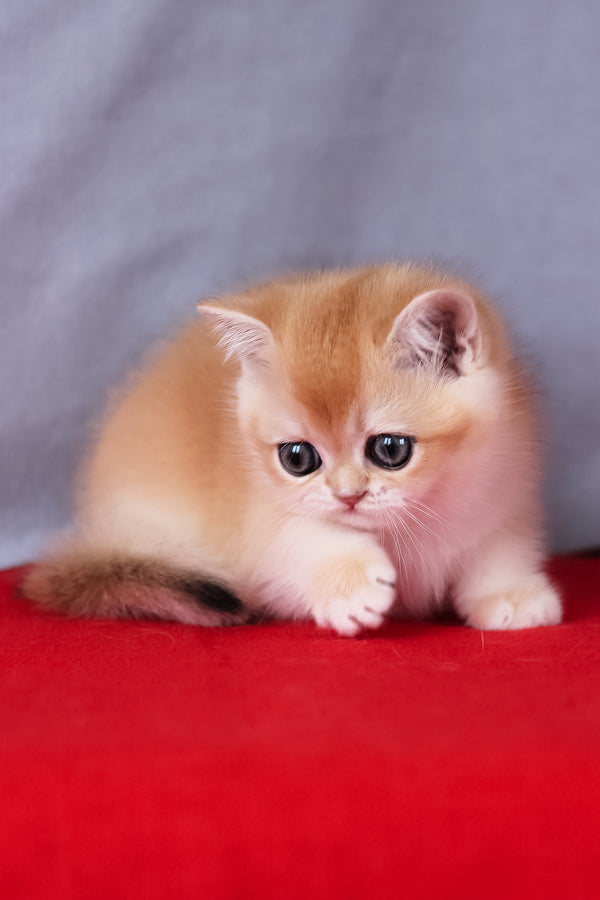 Cесе | British Shorthair Kitten