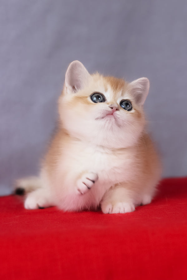 Cесе | British Shorthair Kitten