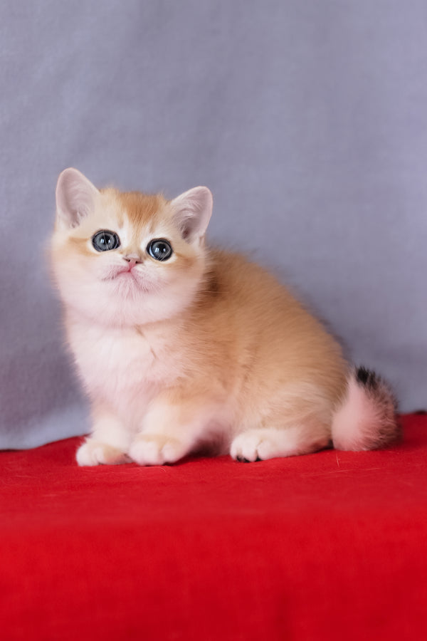Cесе | British Shorthair Kitten