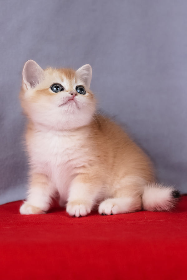 Cесе | British Shorthair Kitten