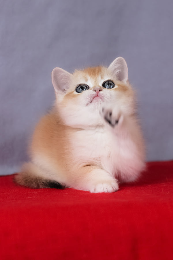 Cесе | British Shorthair Kitten