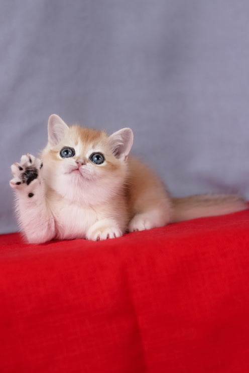 Cесе | British Shorthair Kitten