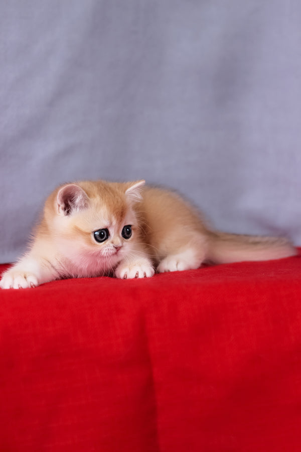 Cесе | British Shorthair Kitten