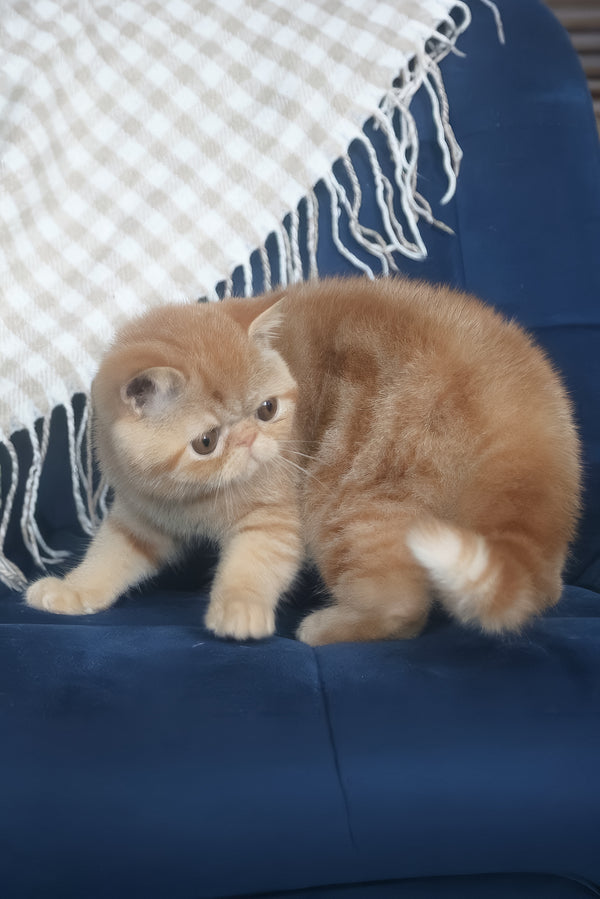 Caesar | Exotic Shorthair Kitten