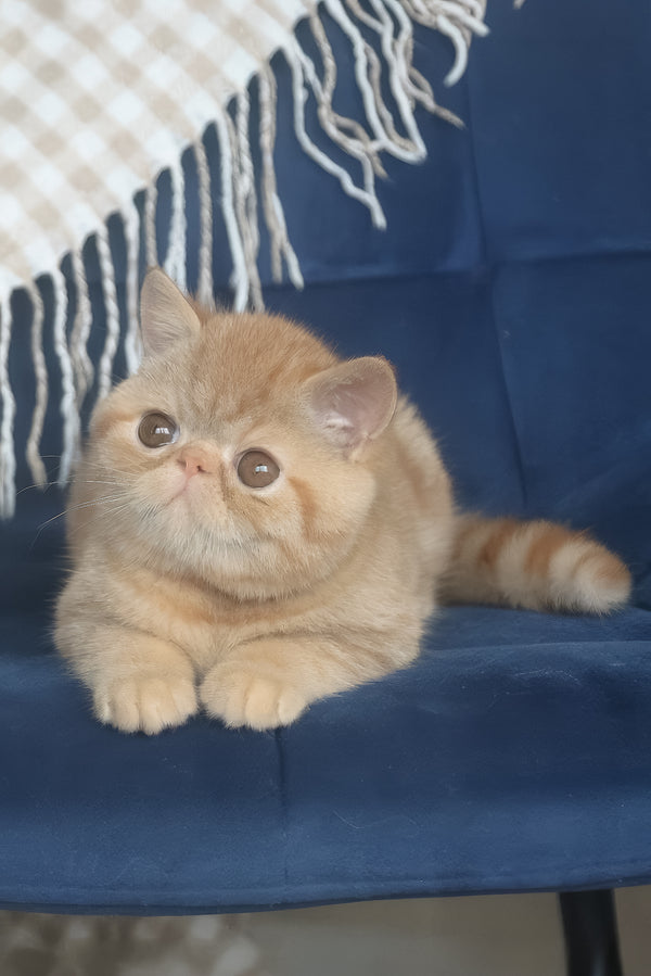 Caesar | Exotic Shorthair Kitten