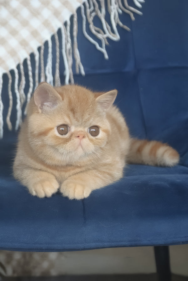 Caesar | Exotic Shorthair Kitten