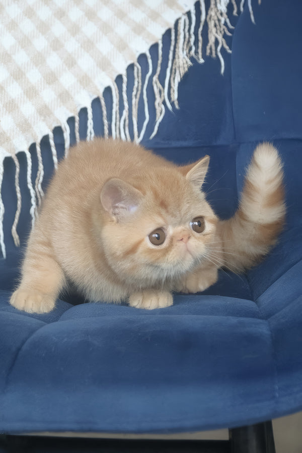 Caesar | Exotic Shorthair Kitten
