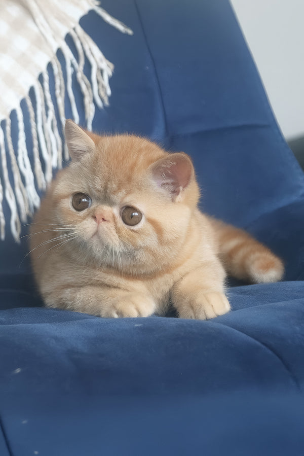 Caesar | Exotic Shorthair Kitten