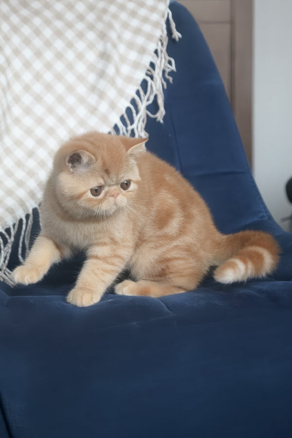 Caesar | Exotic Shorthair Kitten