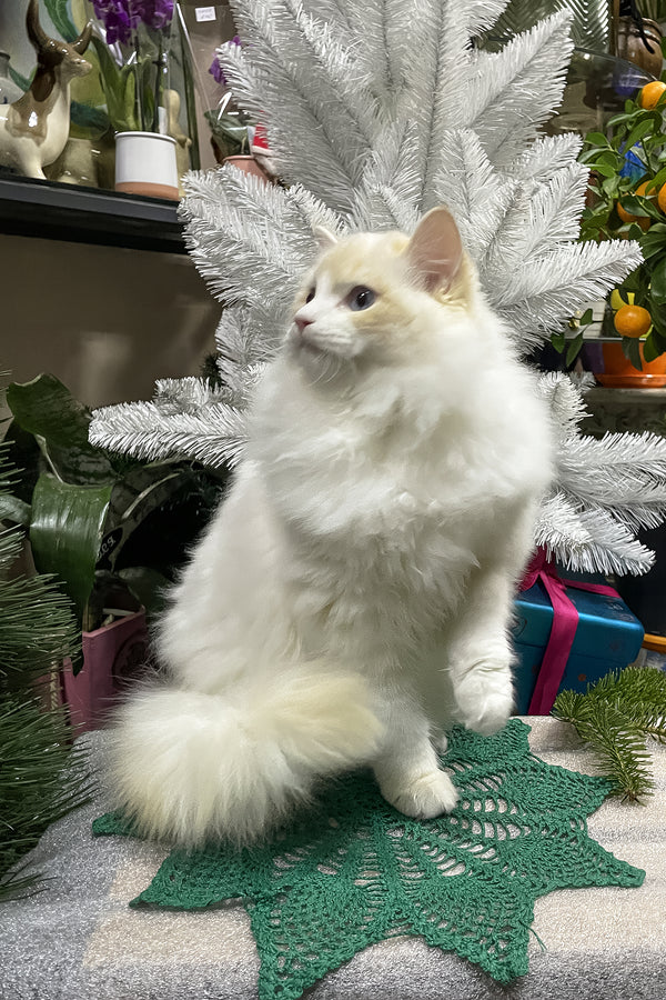 Caesar | Ragdoll Kitten