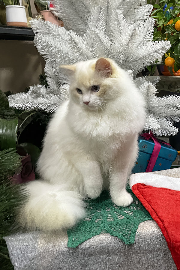 Caesar | Ragdoll Kitten