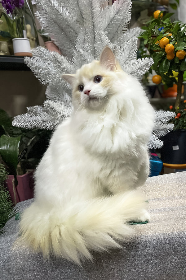 Caesar | Ragdoll Kitten